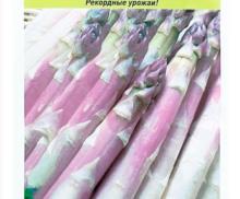 Спаржа Фиолетовая 0,5г семена