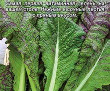 Горчица салатная Русская