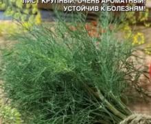 Семена Укроп Герман - кустового типа (а/ф Уральский Дачник)