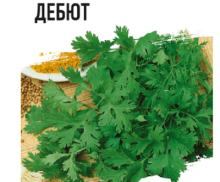 Кориандр Дебют 2,0 г ХИТ х3 /ГАВРИШ