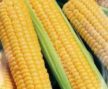 Кукуруза Детская сахарная Цв/П (ЦС) 3г