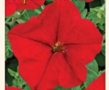 Петуния кр. Гигант Красная F1 (Цвет. Сад)