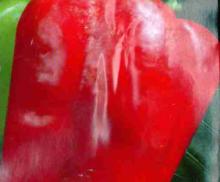 Перец сл. Большой Начальник Цв/П (ЦС) 0,2г