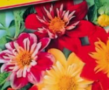 Семена цветов Георгин Коларетта Голландская линия