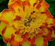 Бархатцы Фламенко отклоненные (7шт/уп)