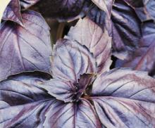 Семена Базилик Ереванский фиолетовый 0,3 гр, Садовита