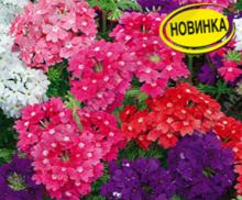 Вербена гибридная Городской романс, смесь сортов