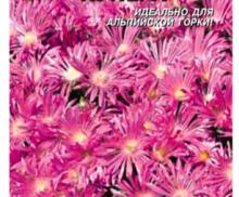 Делосперма Купера,  Плазмас